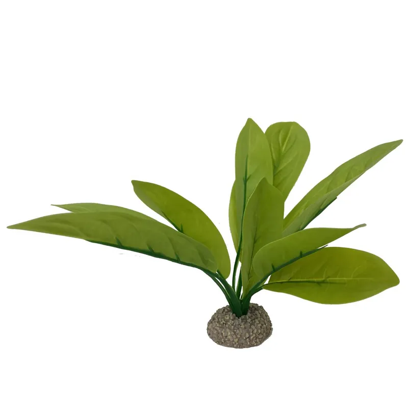 AQUA DELLA Echinodorus 3 grün 24 cm Solange Der Vorrat Reicht